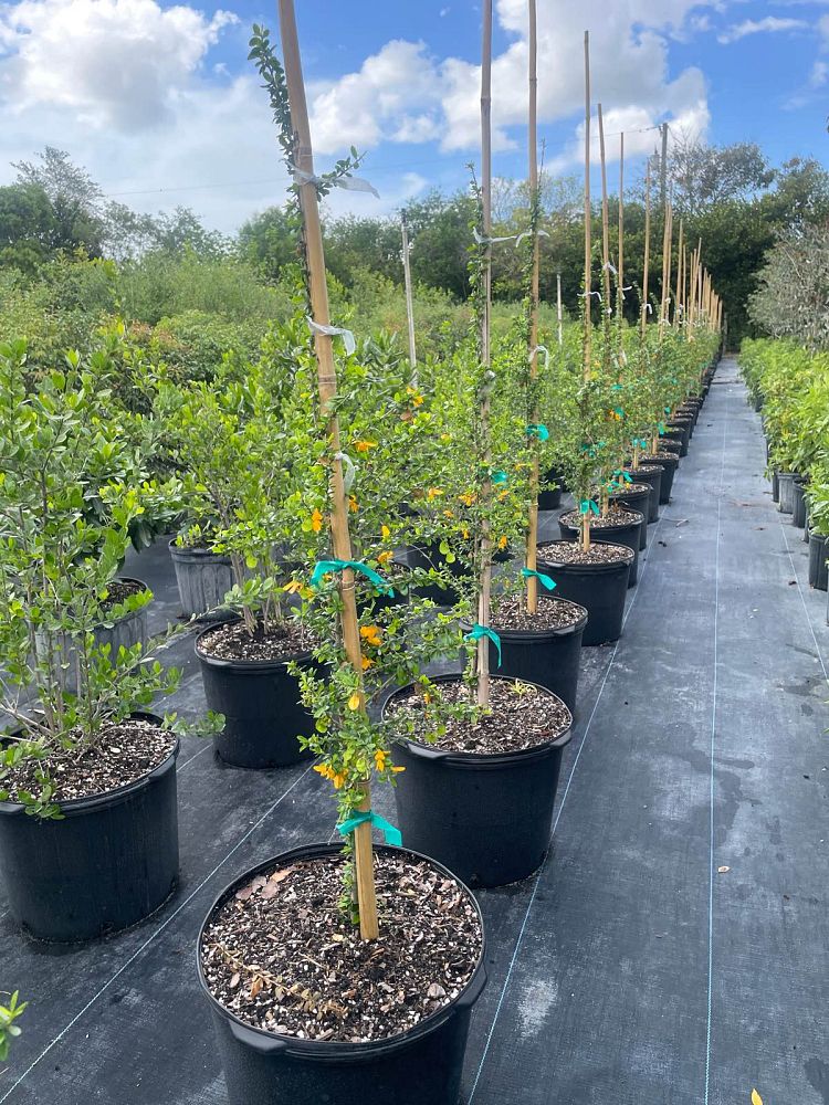 brya-ebenus-jamaican-rain-tree-west-indies-ebony