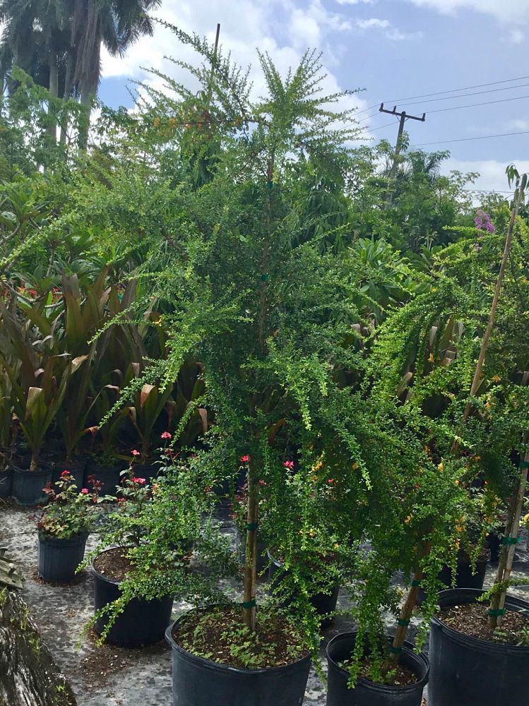 brya-ebenus-jamaican-rain-tree-west-indies-ebony