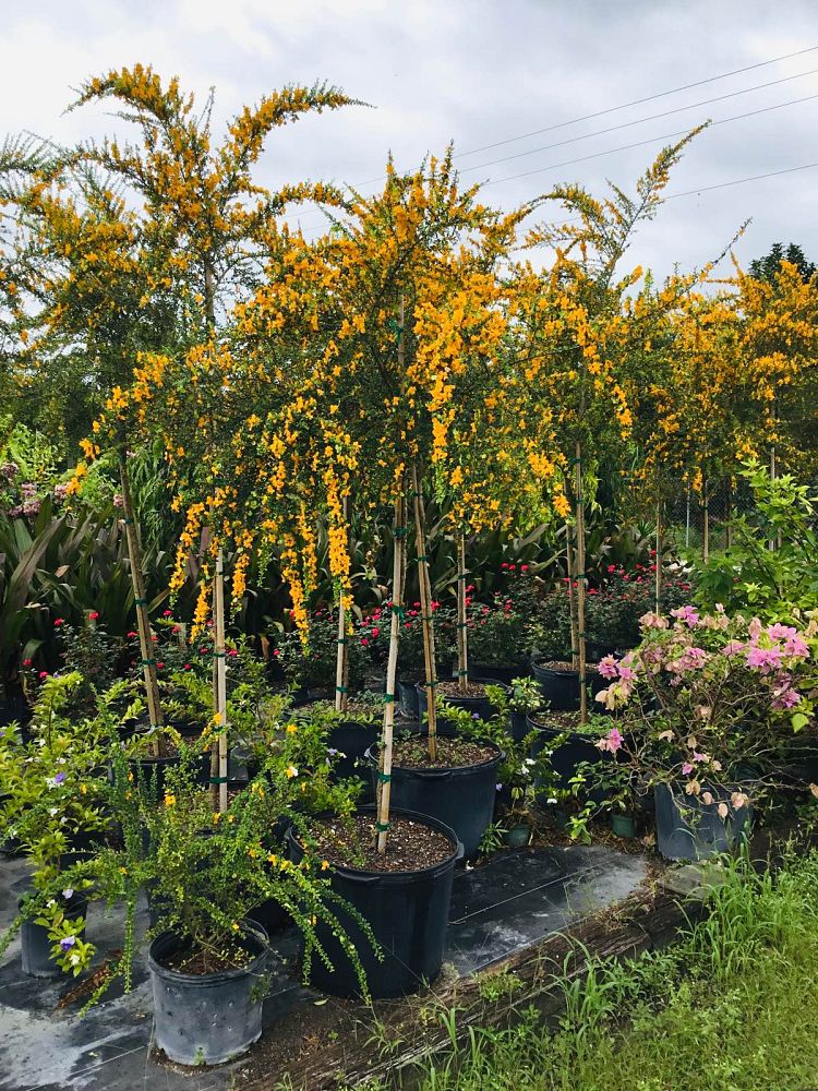 brya-ebenus-jamaican-rain-tree-west-indies-ebony