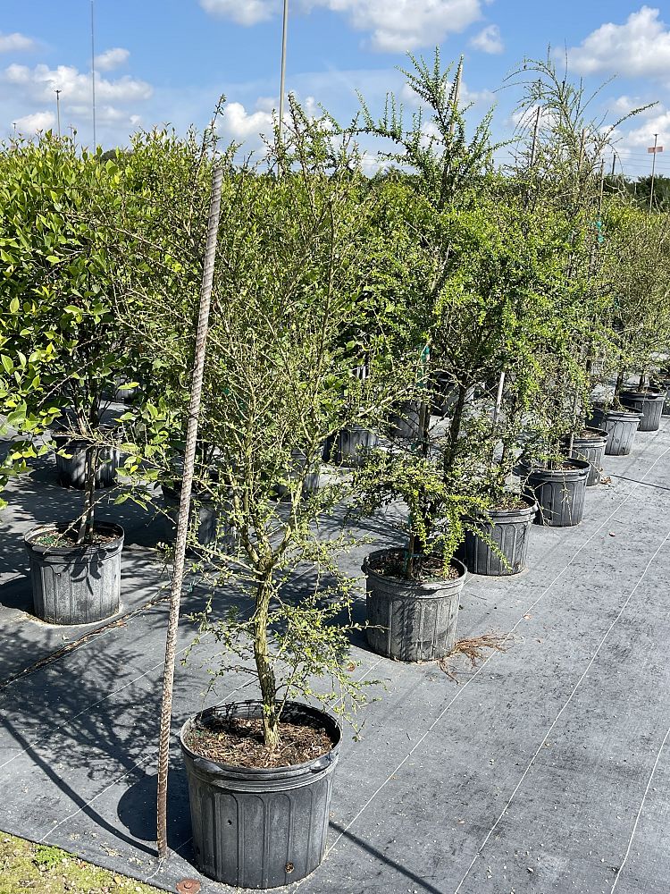 brya-ebenus-jamaican-rain-tree-west-indies-ebony