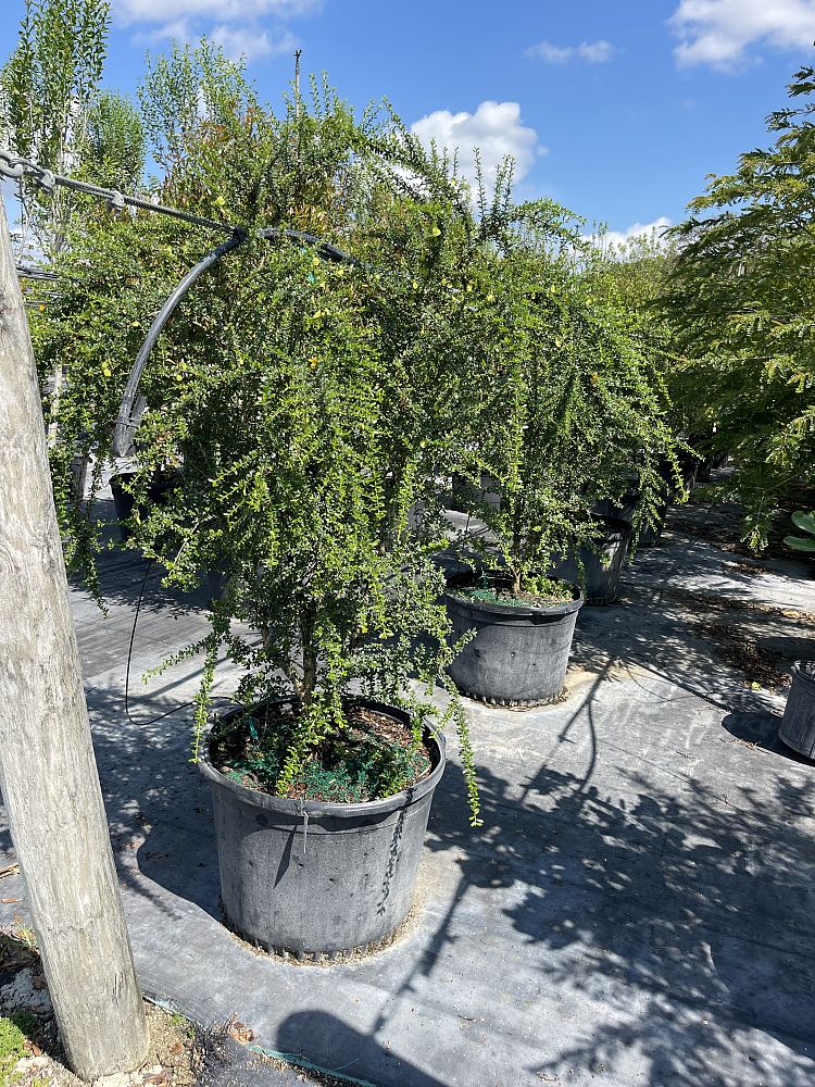 brya-ebenus-jamaican-rain-tree-west-indies-ebony
