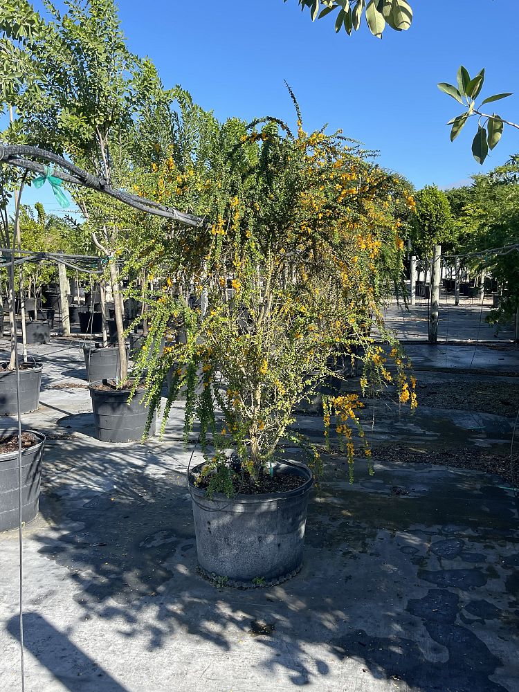 brya-ebenus-jamaican-rain-tree-west-indies-ebony