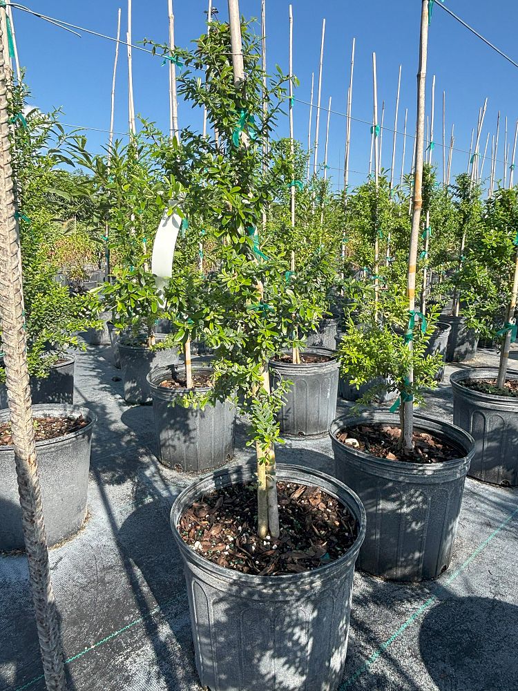brya-ebenus-jamaican-rain-tree-west-indies-ebony