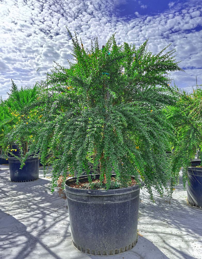 brya-ebenus-jamaican-rain-tree-west-indies-ebony