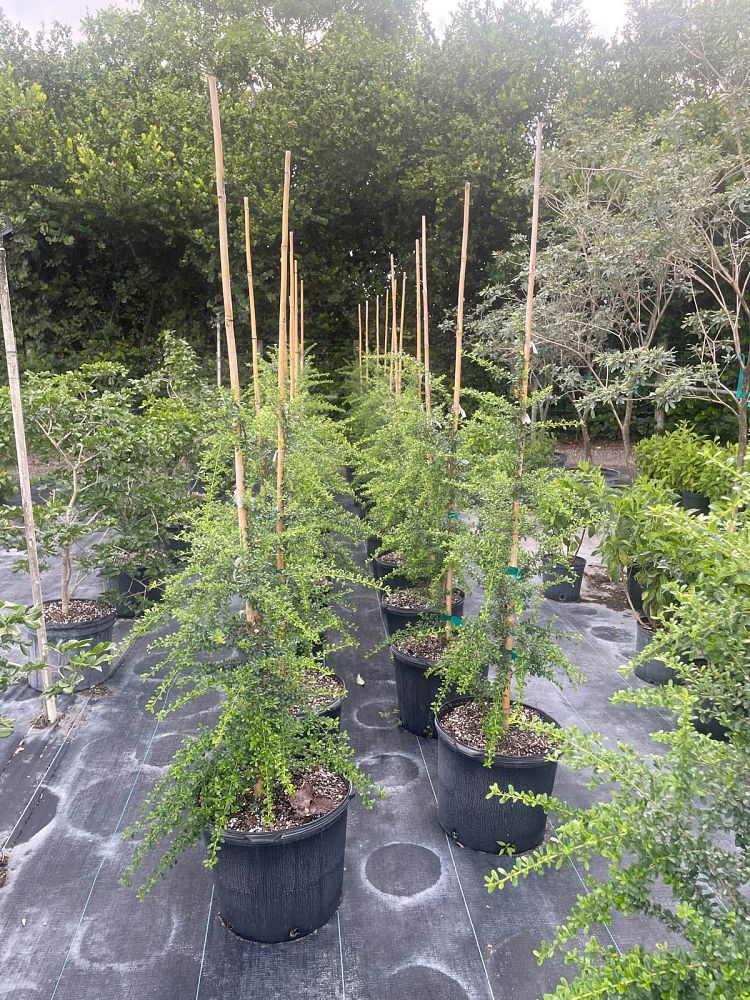 brya-ebenus-jamaican-rain-tree-west-indies-ebony