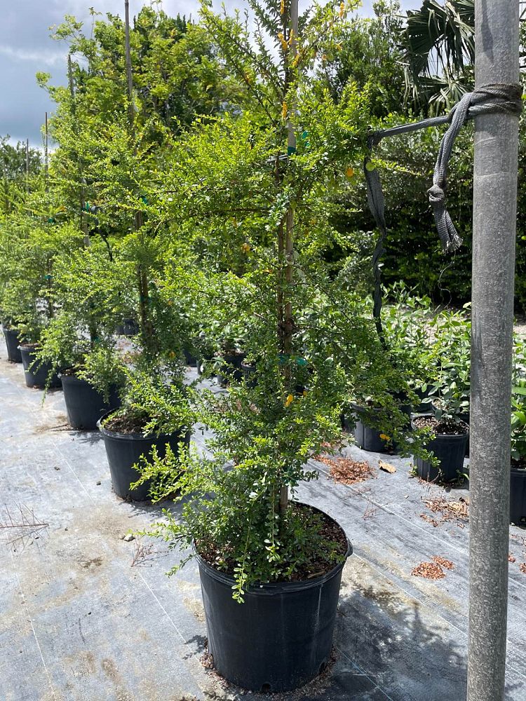 brya-ebenus-jamaican-rain-tree-west-indies-ebony