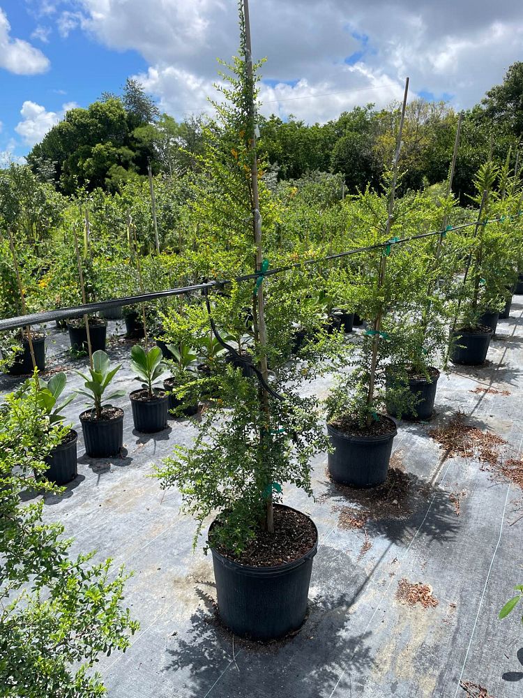 brya-ebenus-jamaican-rain-tree-west-indies-ebony