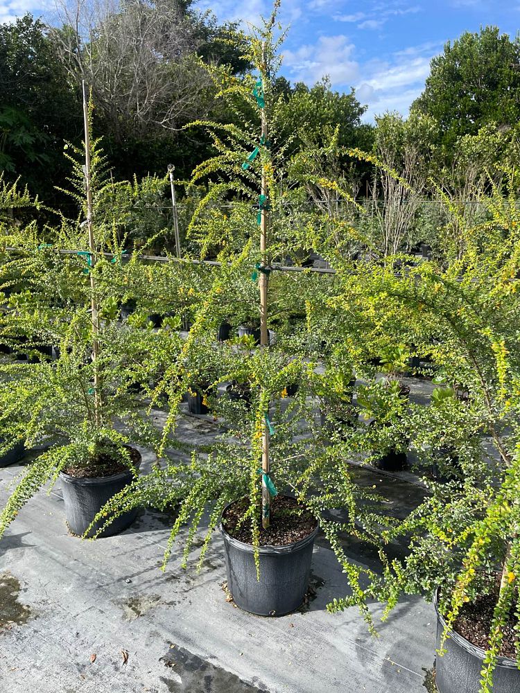 brya-ebenus-jamaican-rain-tree-west-indies-ebony