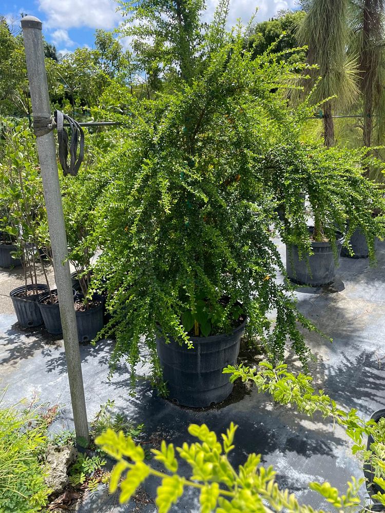 brya-ebenus-jamaican-rain-tree-west-indies-ebony