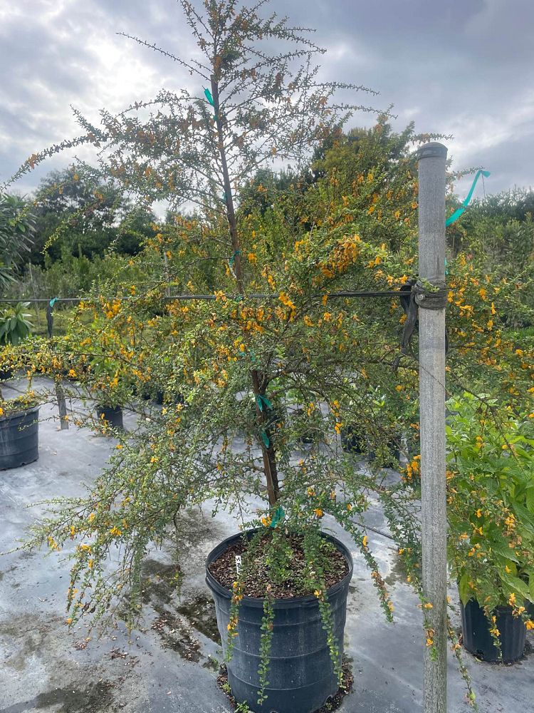 brya-ebenus-jamaican-rain-tree-west-indies-ebony