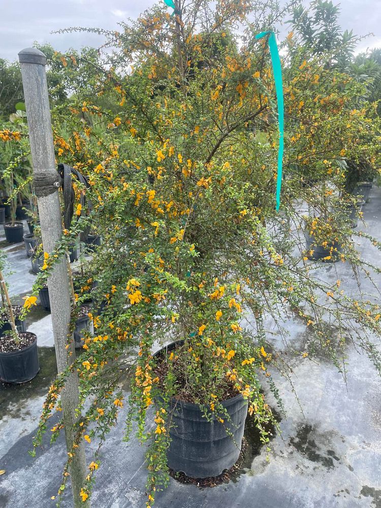 brya-ebenus-jamaican-rain-tree-west-indies-ebony