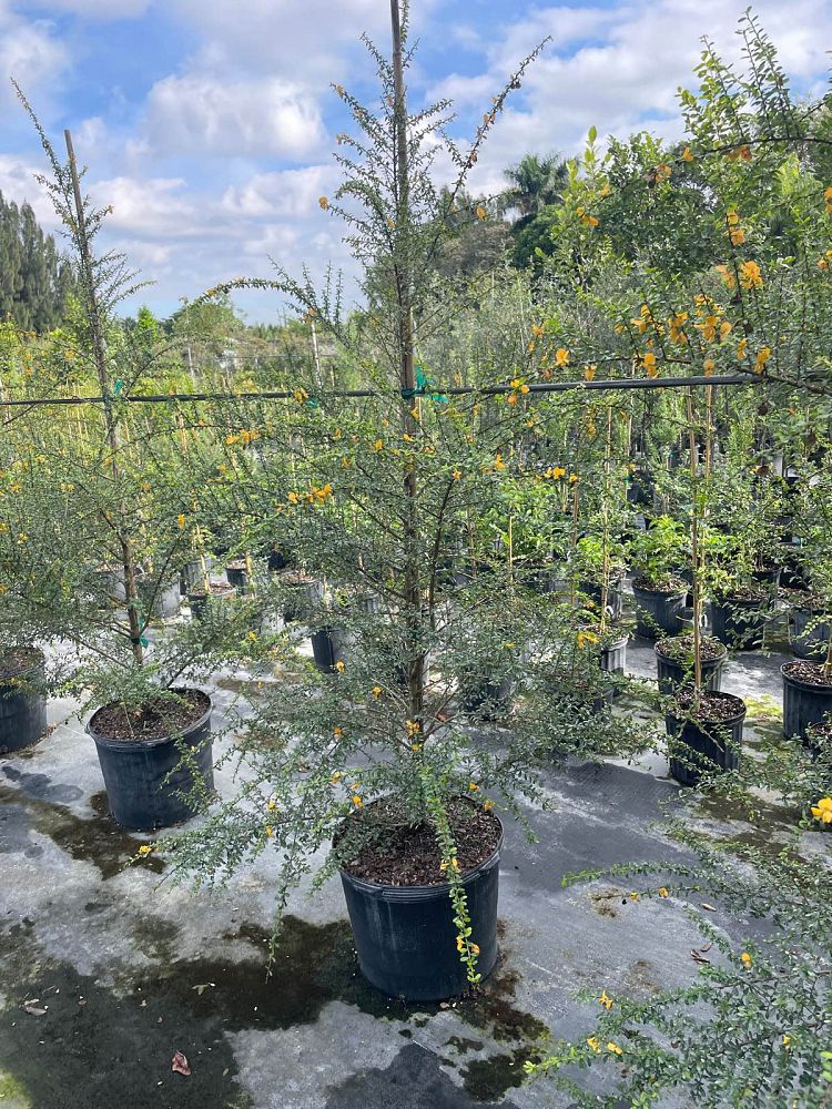 brya-ebenus-jamaican-rain-tree-west-indies-ebony