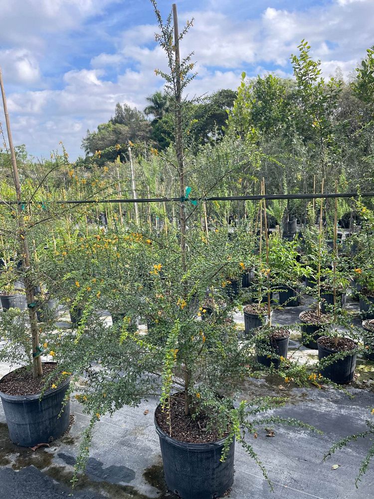 brya-ebenus-jamaican-rain-tree-west-indies-ebony