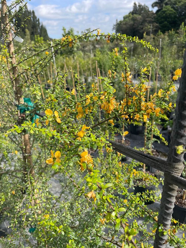 brya-ebenus-jamaican-rain-tree-west-indies-ebony