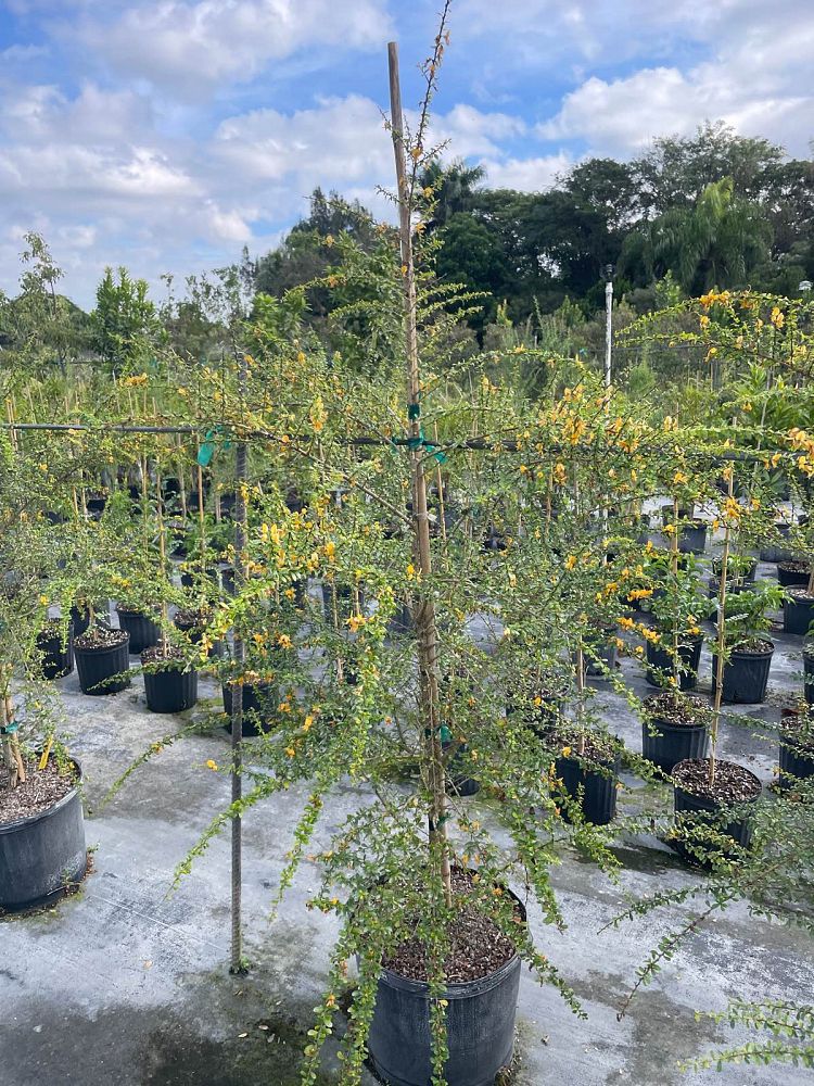 brya-ebenus-jamaican-rain-tree-west-indies-ebony