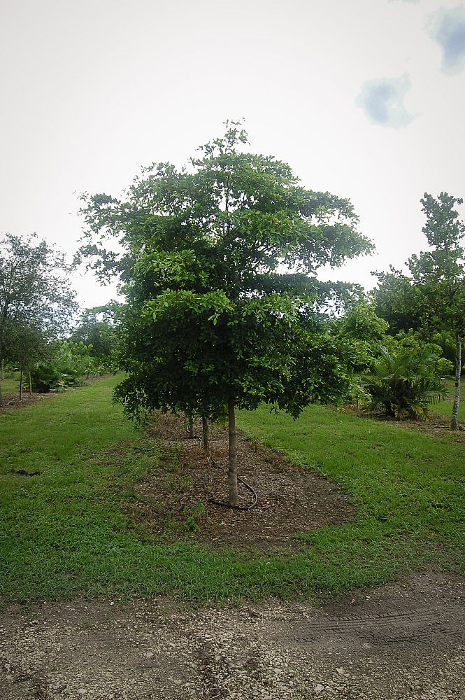 bucida-buceras-black-olive
