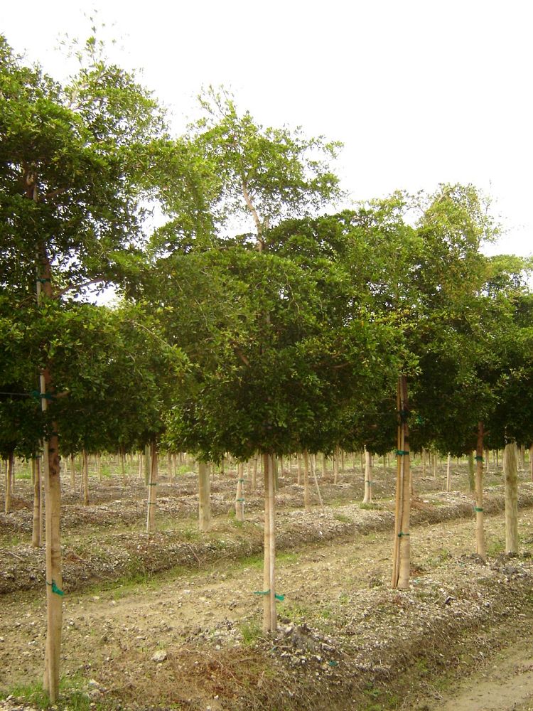 JWD Trees, Inc. | plantANT.com