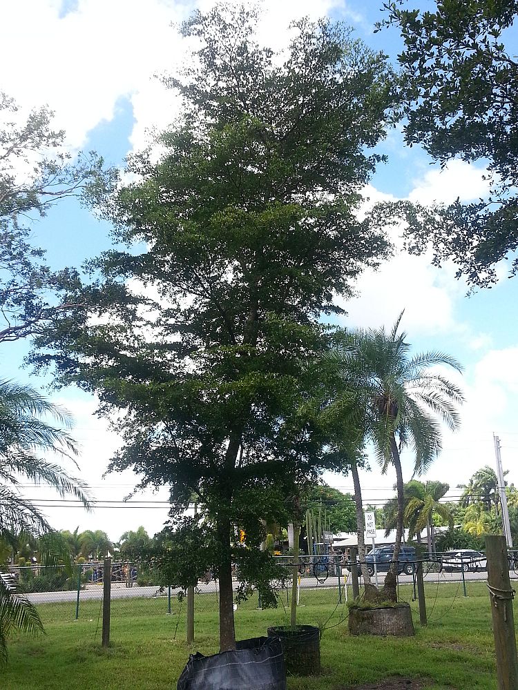 Specimens Galore Inc