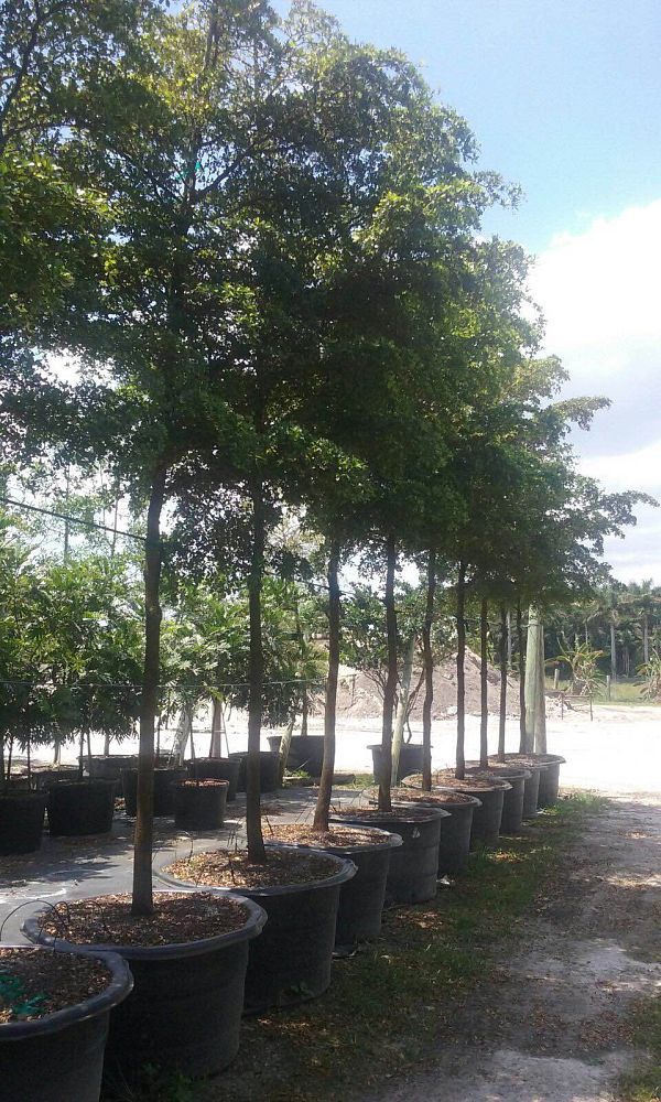 distreebutors farm, inc. plantant.com