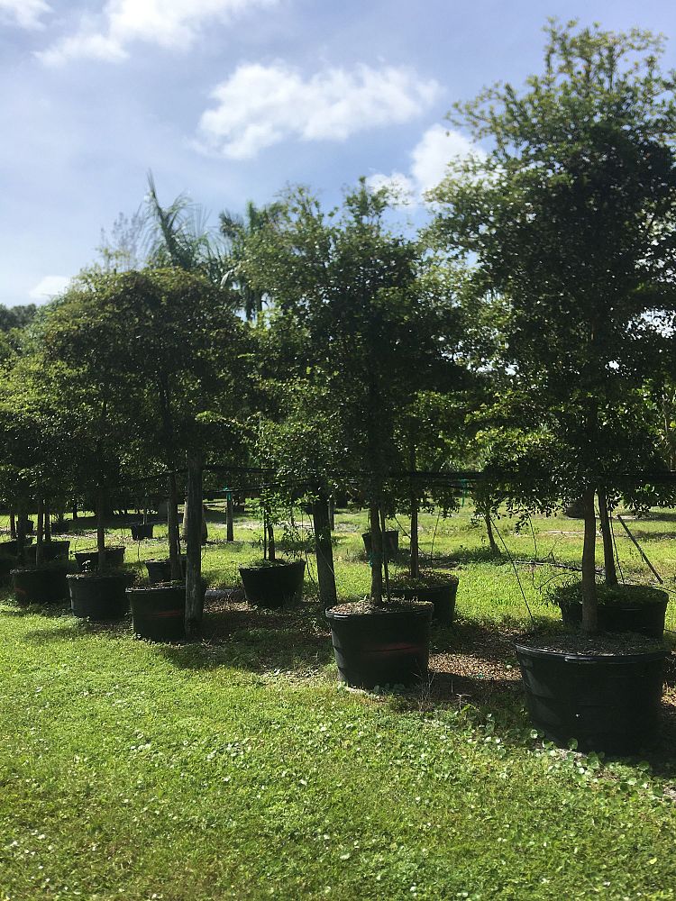 bucida-buceras-shady-lady-black-olive-shady-lady