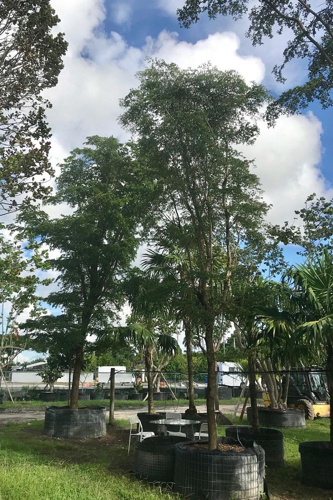 Specimens Galore Inc