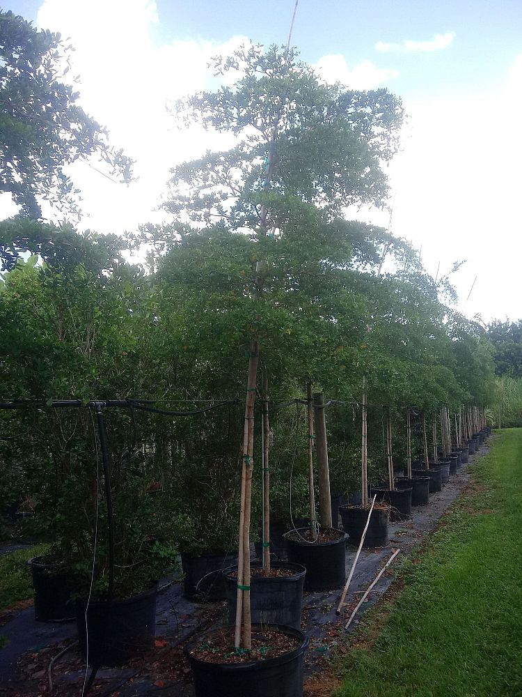 bucida-buceras-shady-lady-black-olive-shady-lady