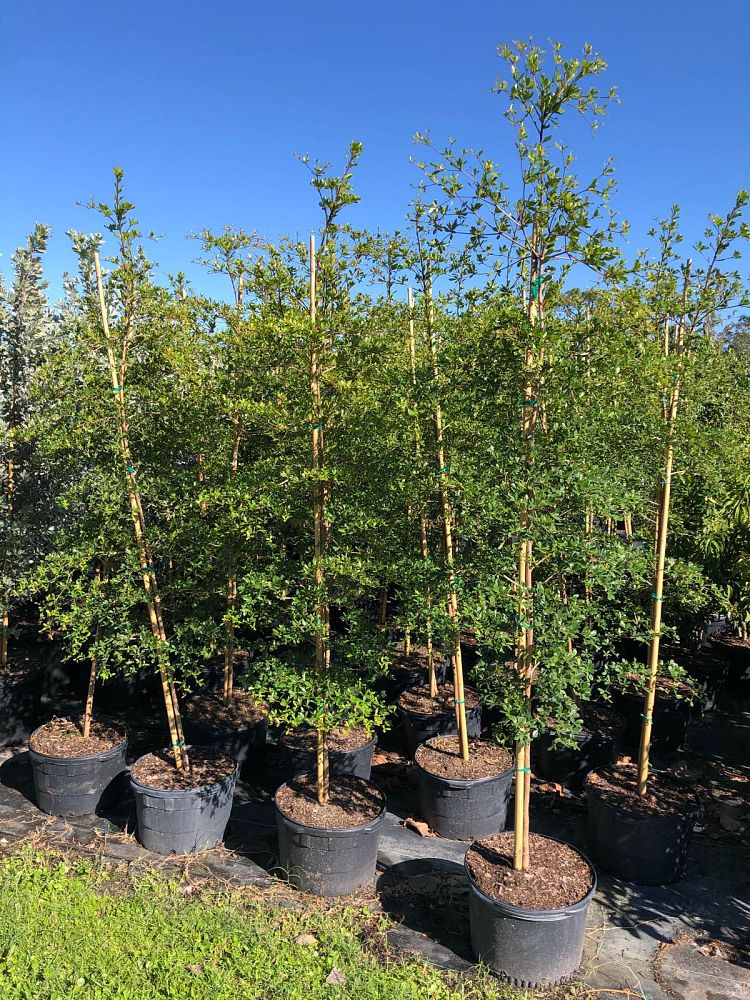 bucida-buceras-shady-lady-black-olive-shady-lady