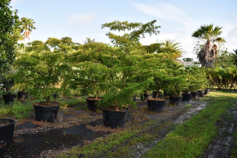 bucida-buceras-shady-lady-black-olive-shady-lady