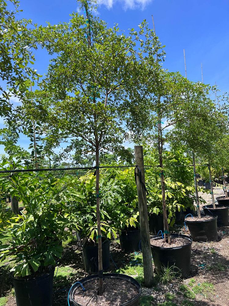 bucida-buceras-shady-lady-black-olive-shady-lady