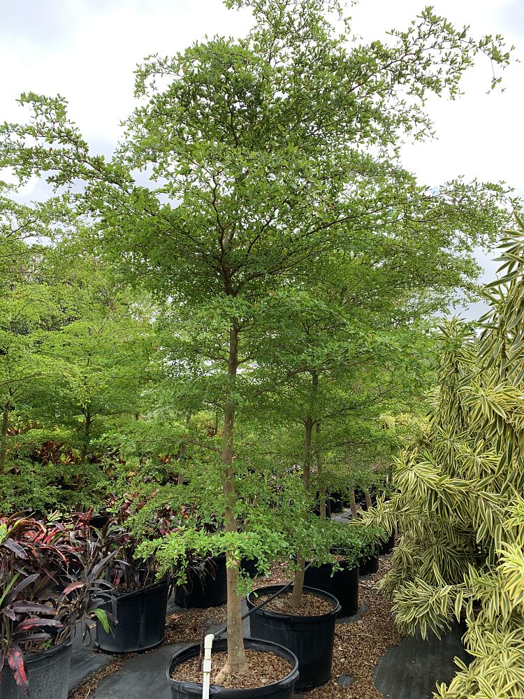 bucida-buceras-shady-lady-black-olive-shady-lady