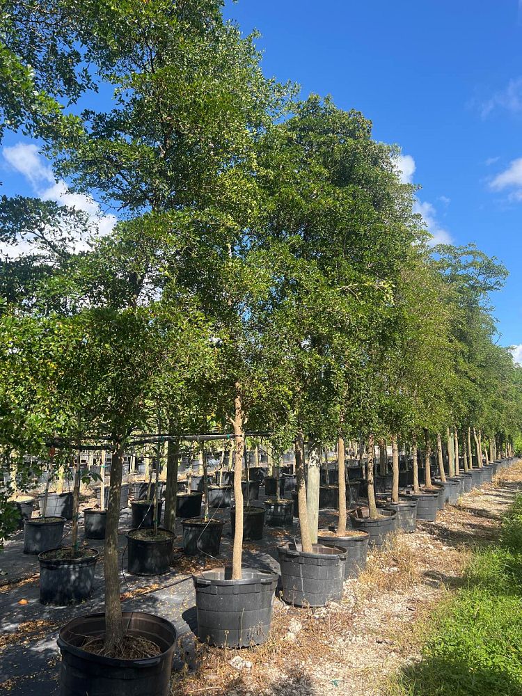 bucida-buceras-shady-lady-black-olive-shady-lady