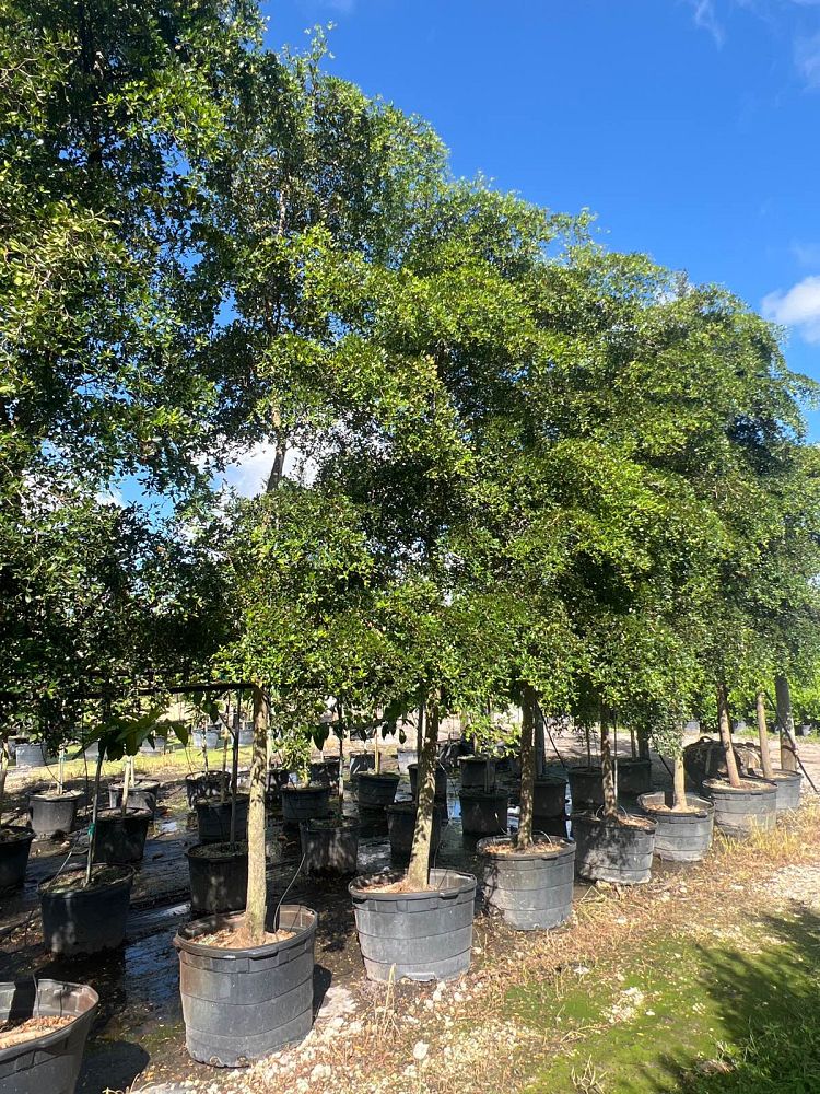 bucida-buceras-shady-lady-black-olive-shady-lady