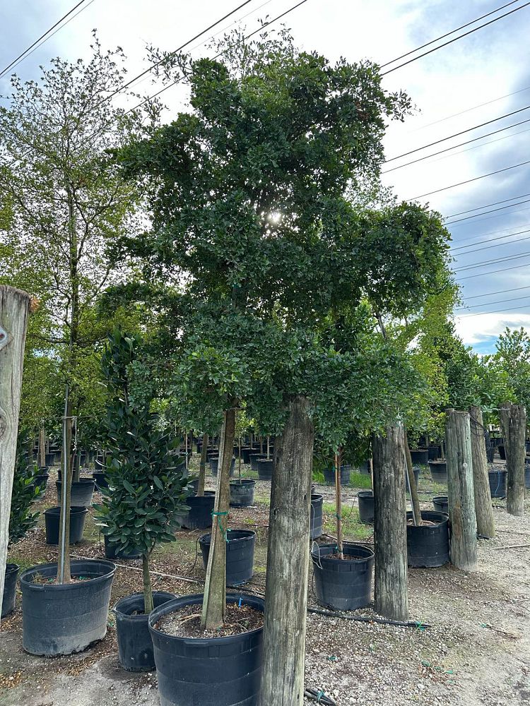 bucida-buceras-shady-lady-black-olive-shady-lady