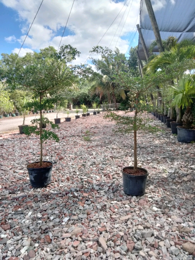 bucida-buceras-shady-lady-black-olive-shady-lady