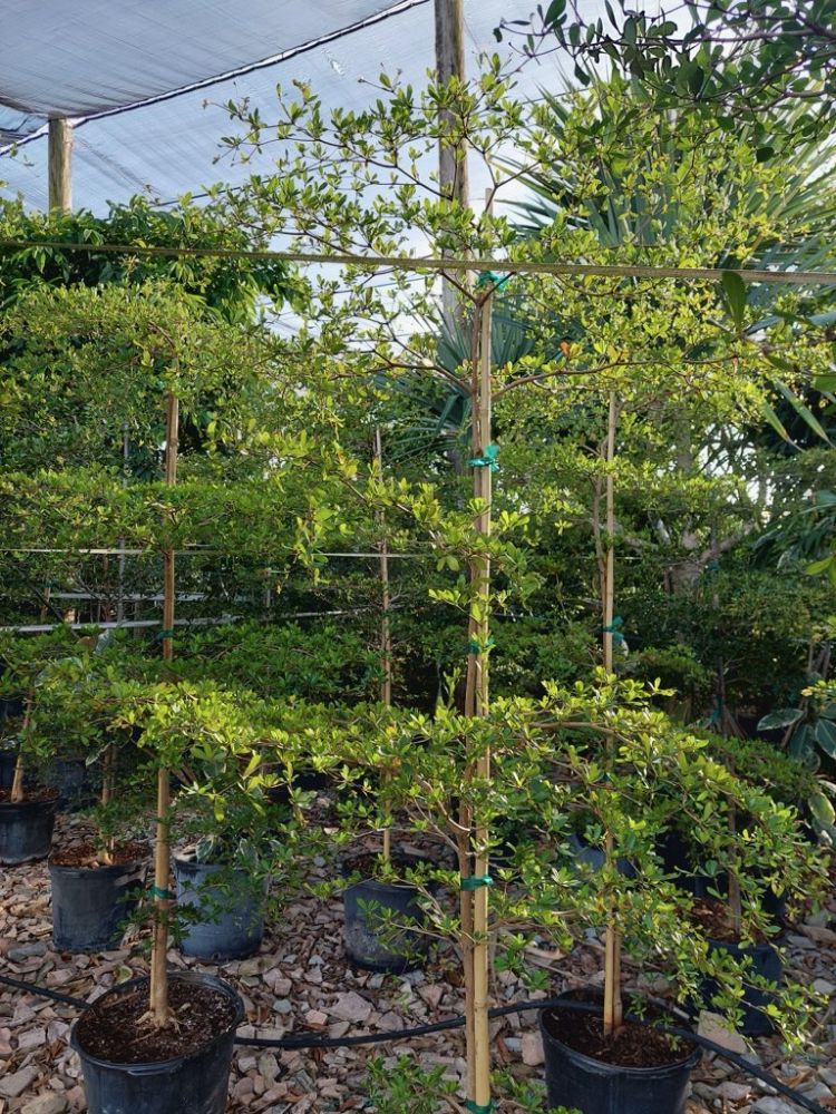 bucida-buceras-shady-lady-black-olive-shady-lady
