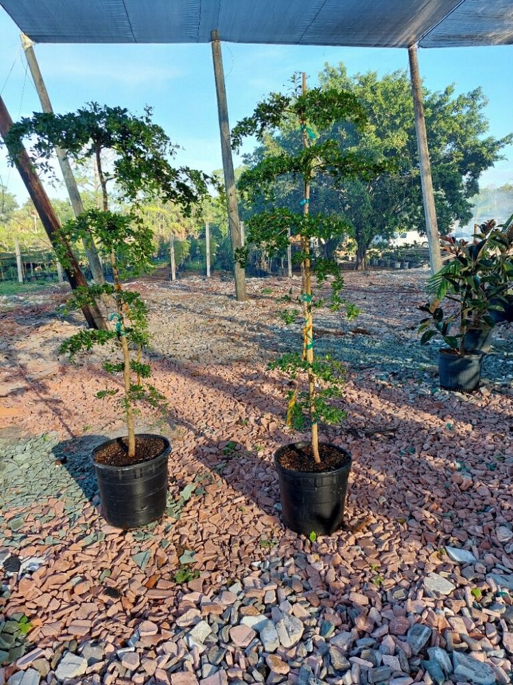 bucida-buceras-shady-lady-black-olive-shady-lady