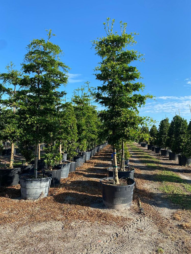 bucida-buceras-shady-lady-black-olive-shady-lady