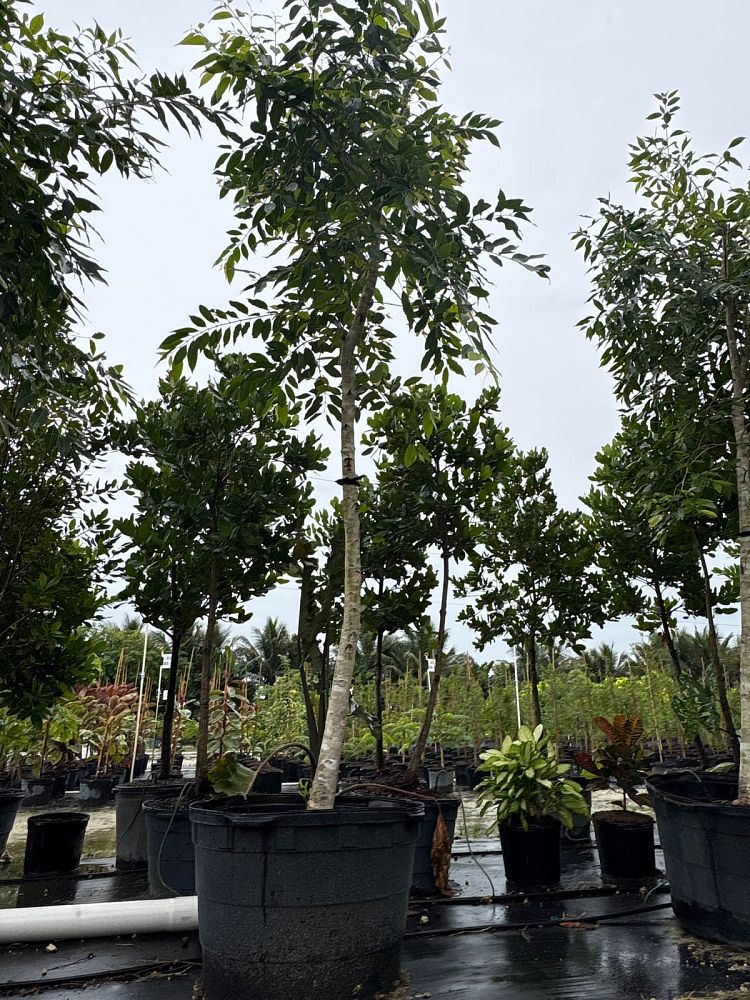 bucida-buceras-shady-lady-black-olive-shady-lady