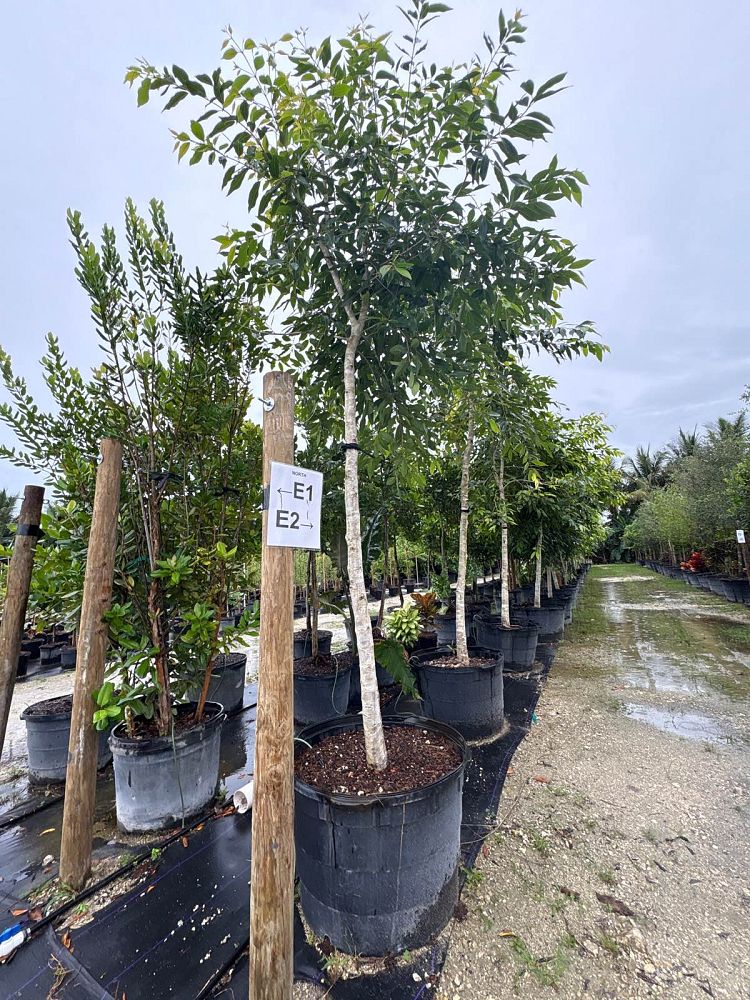bucida-buceras-shady-lady-black-olive-shady-lady