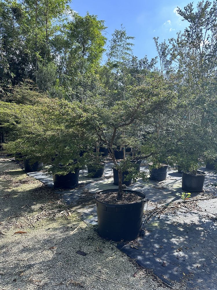 bucida-molinetii-spiny-black-olive