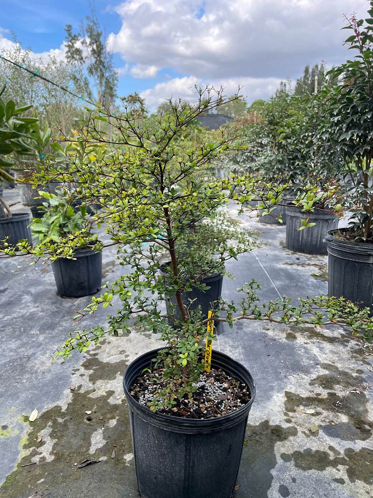 bucida-molinetii-spiny-black-olive
