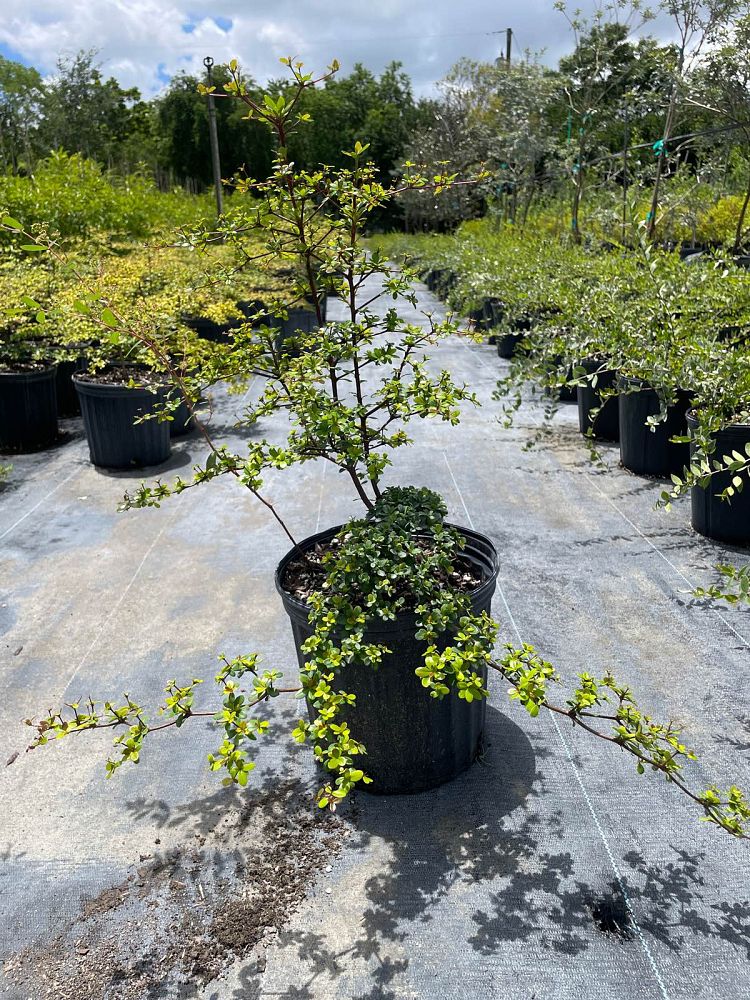 bucida-molinetii-spiny-black-olive