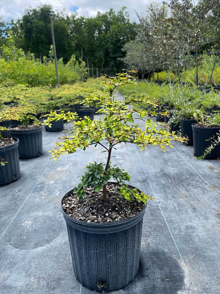 bucida-molinetii-spiny-black-olive