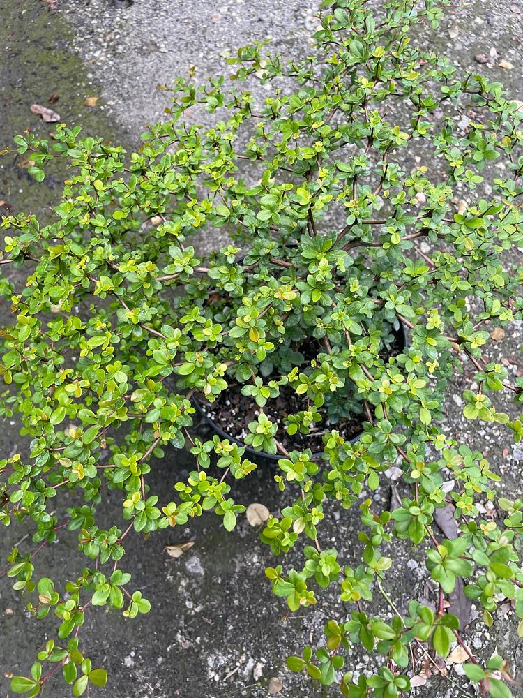 bucida-molinetii-spiny-black-olive