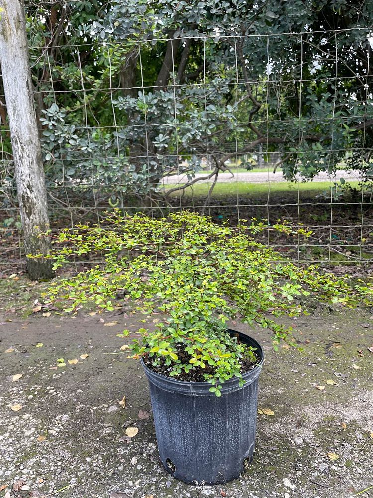 bucida-molinetii-spiny-black-olive
