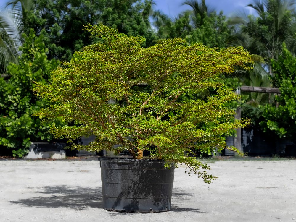 bucida-molinetii-spiny-black-olive