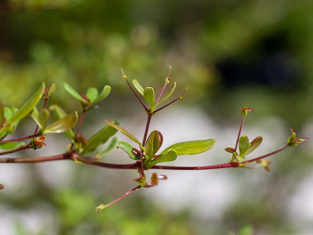 bucida-molinetii-spiny-black-olive