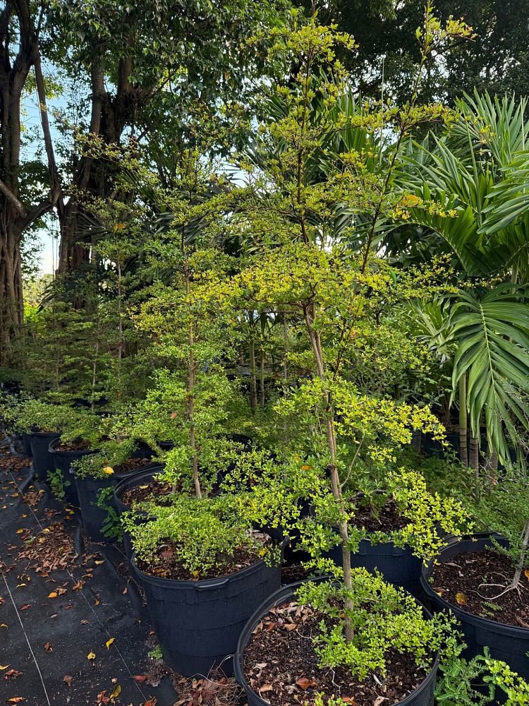 bucida-molinetii-spiny-black-olive