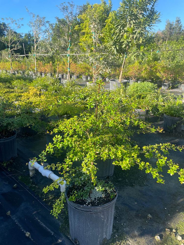 bucida-molinetii-spiny-black-olive