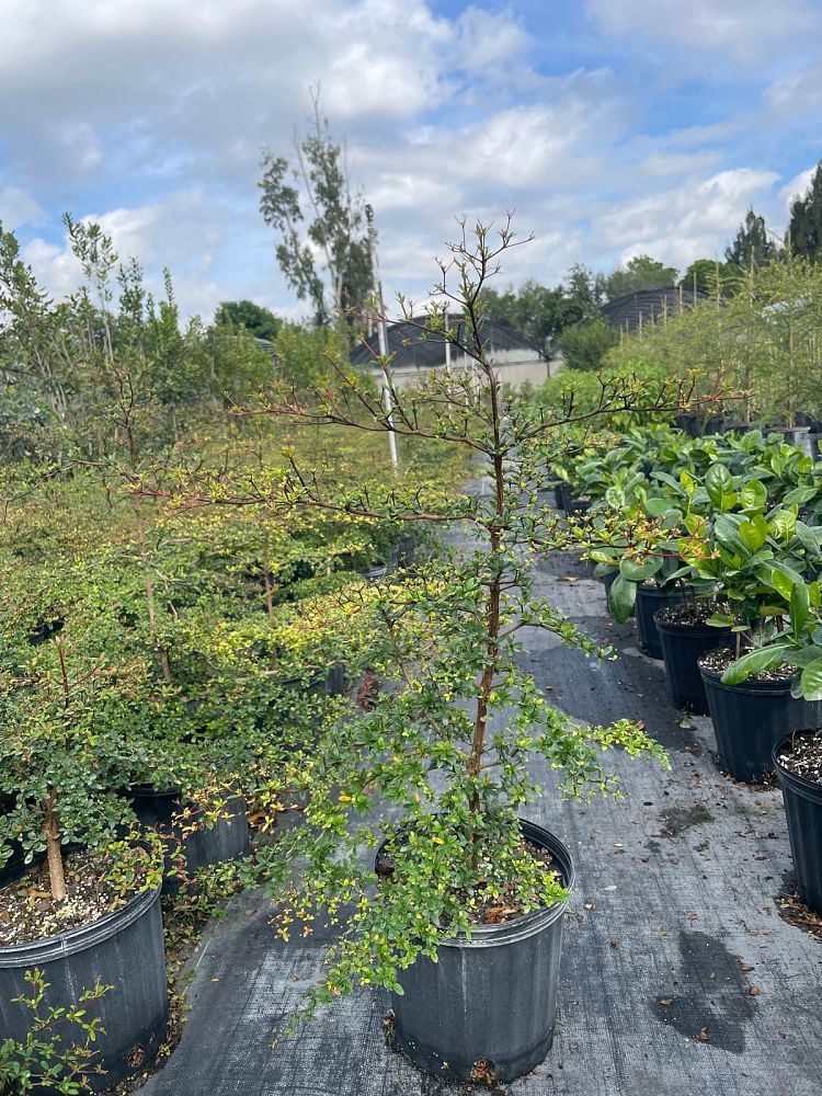 bucida-molinetii-spiny-black-olive